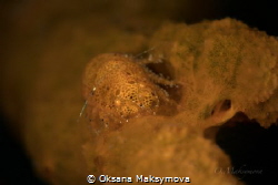 Cryptic Sponge Shrimp (Gelastocaris paronae) by Oksana Maksymova 
